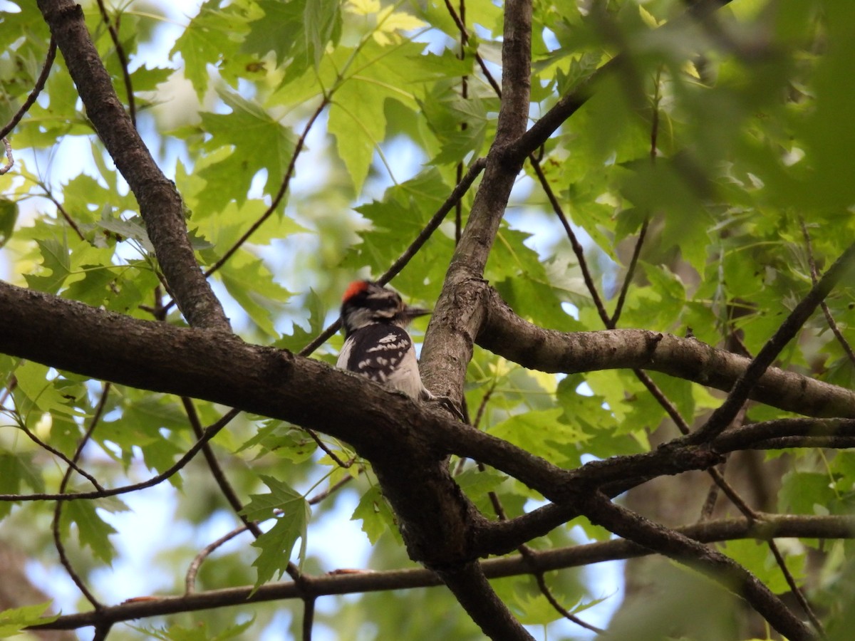 Downy Woodpecker - ML620118979