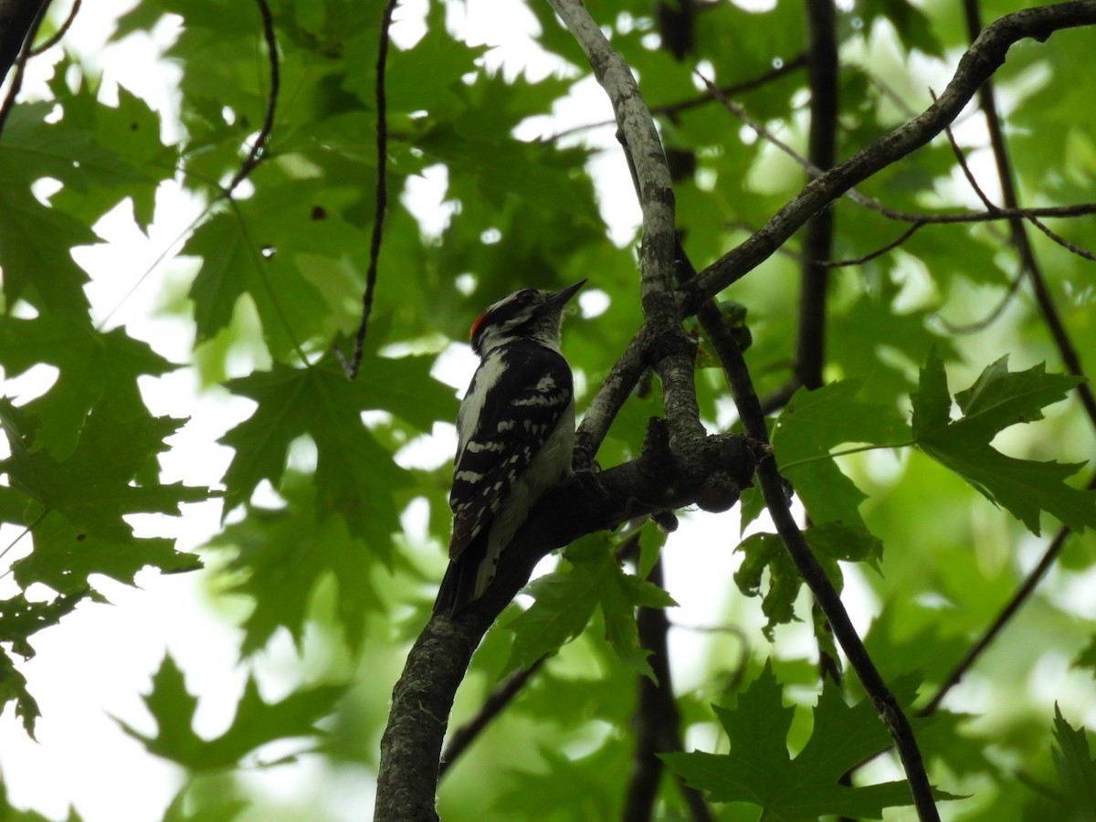 Downy Woodpecker - ML620118980