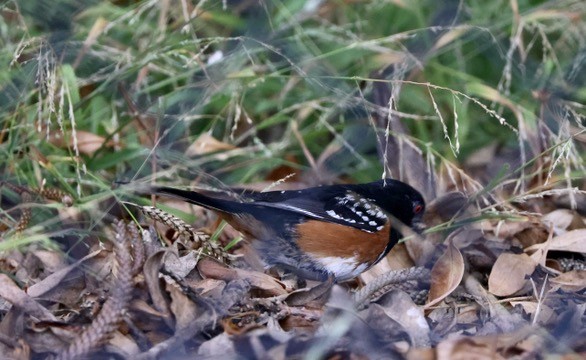 Spotted Towhee - ML620118983
