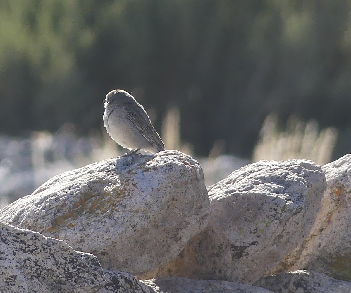 Ash-breasted Sierra Finch - ML620119007