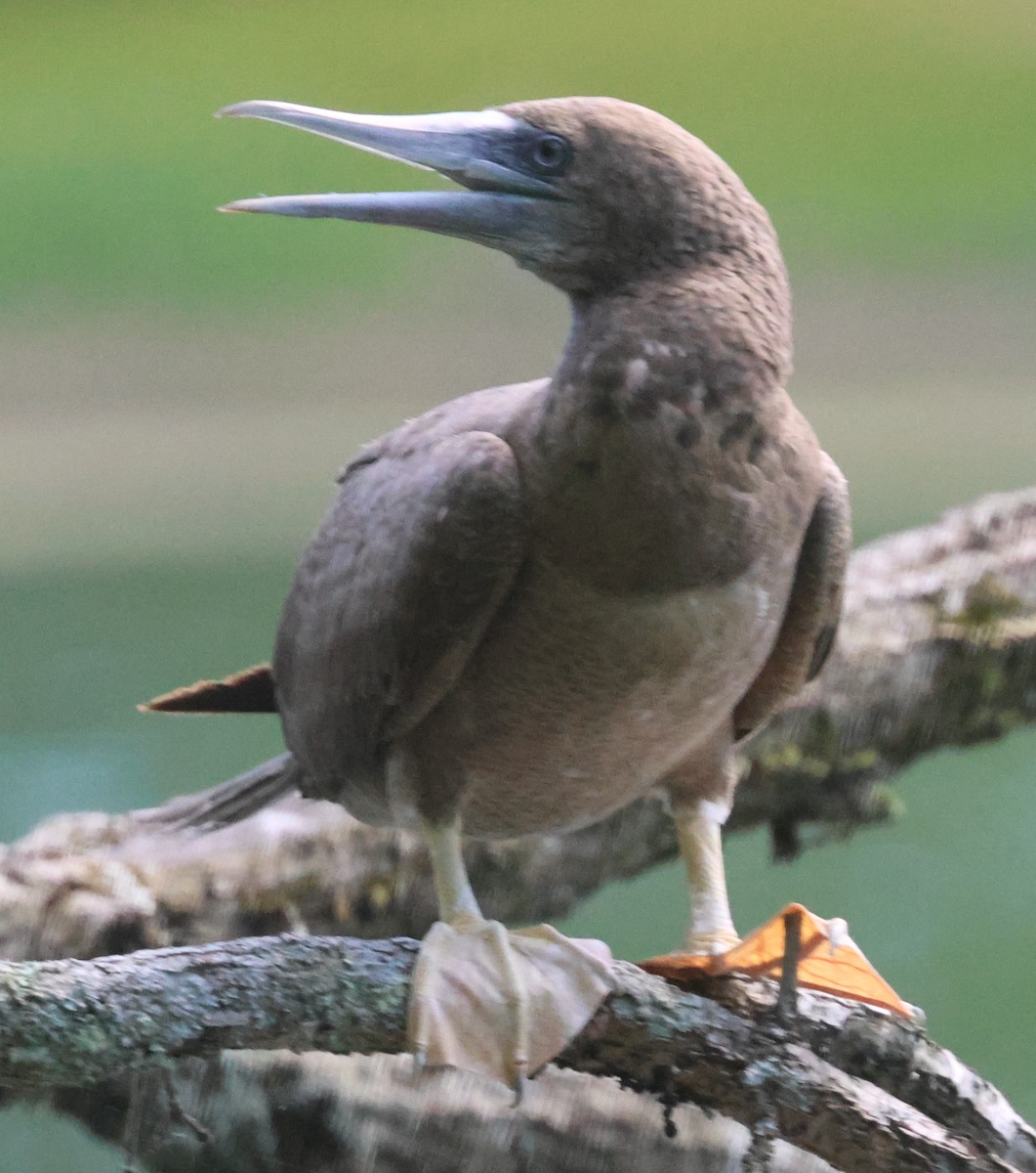 Brown Booby - ML620119028