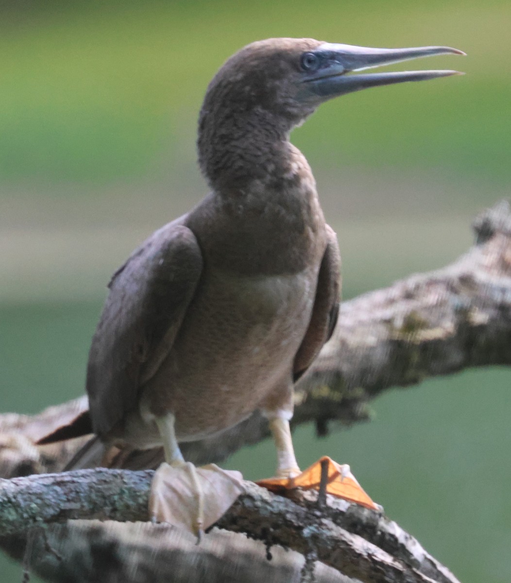 Brown Booby - ML620119029