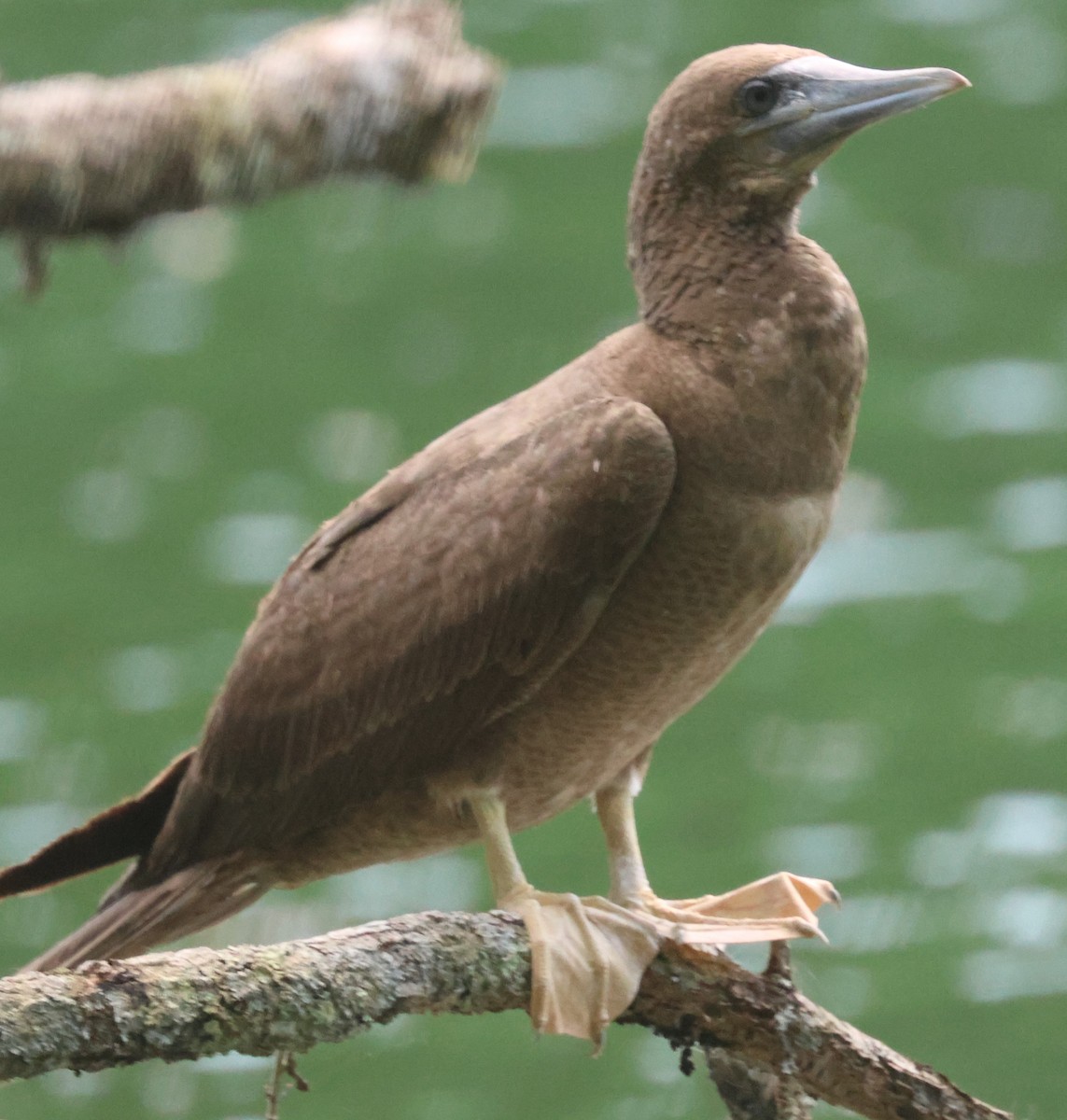 Brown Booby - ML620119030