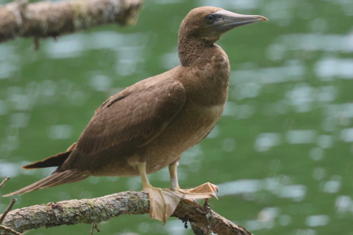 Brown Booby - ML620119034