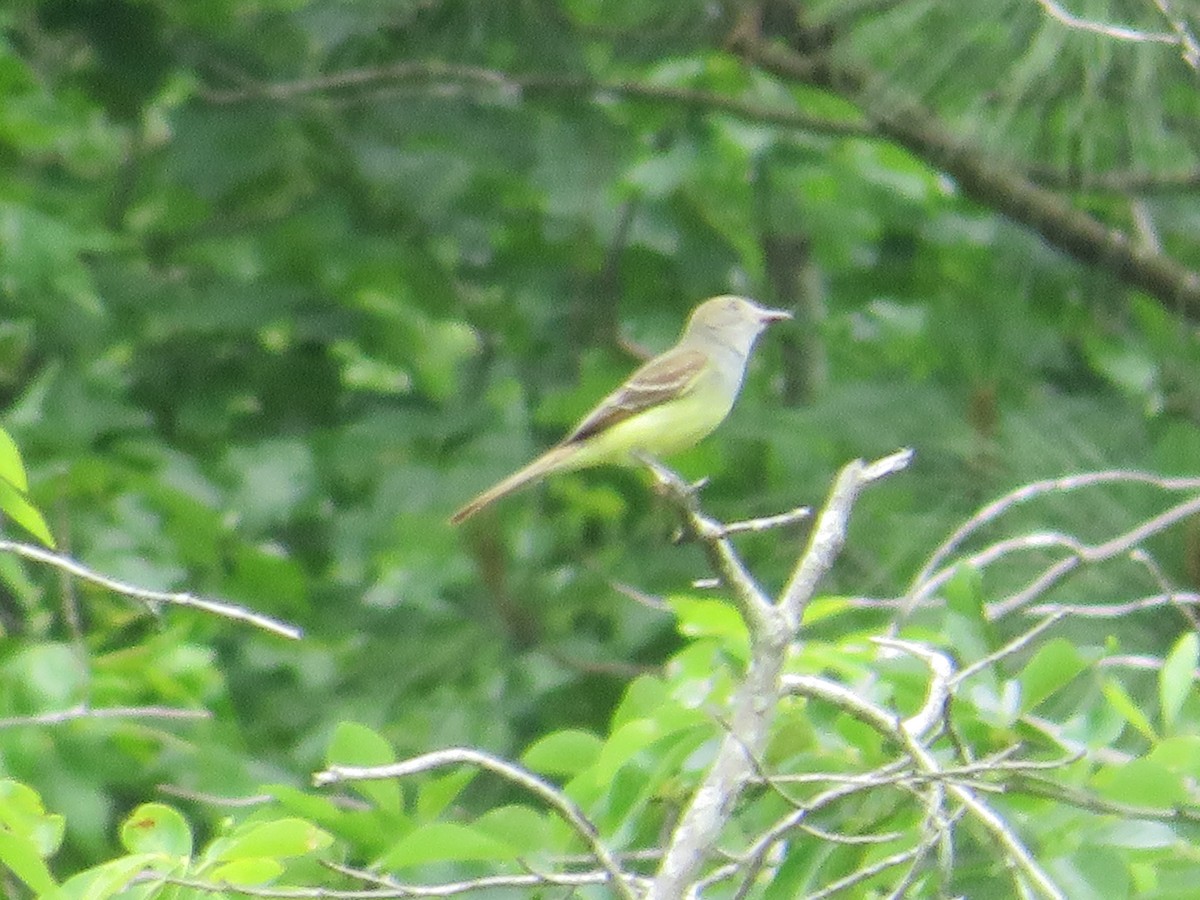 Great Crested Flycatcher - ML620119062