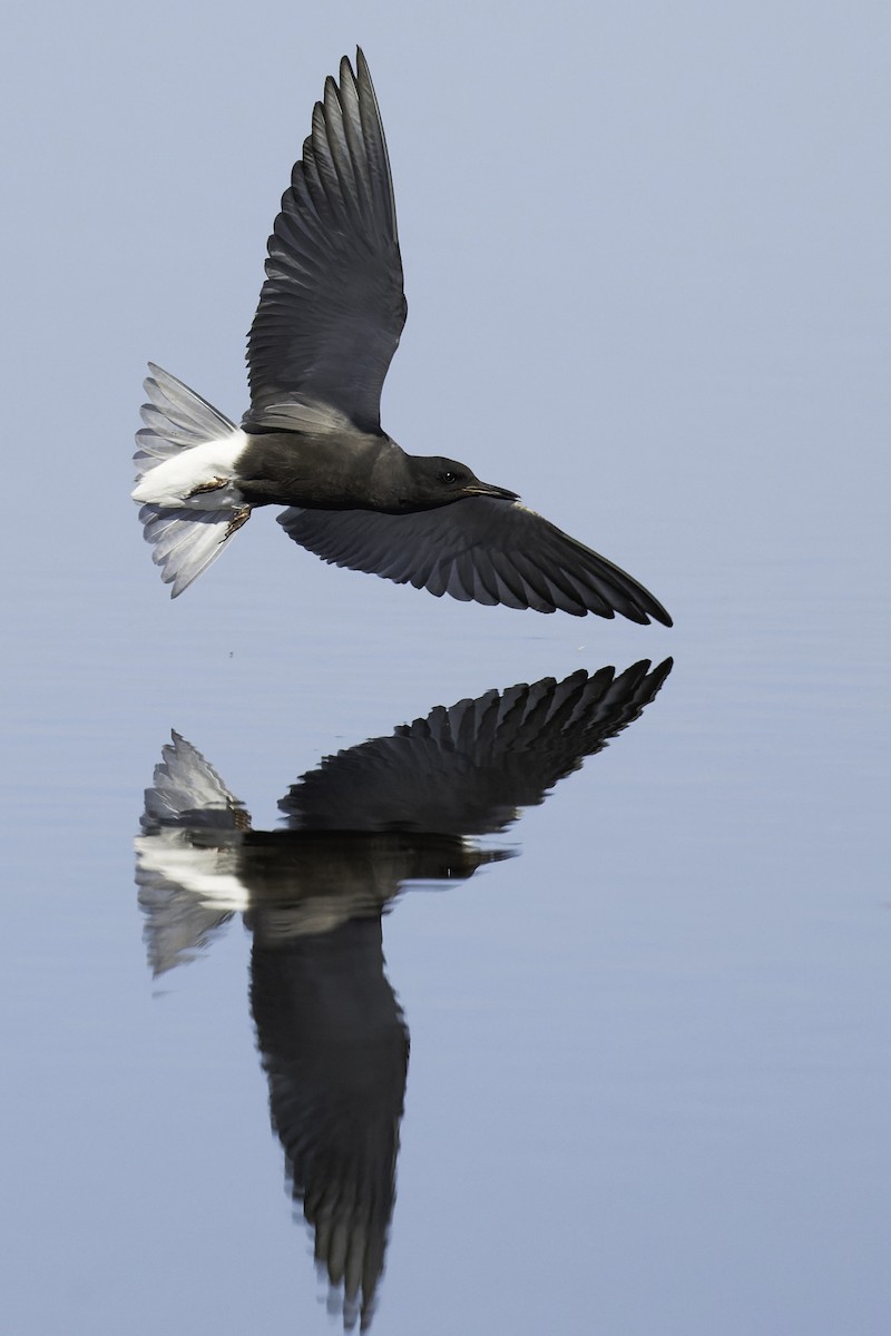Black Tern - ML620119063
