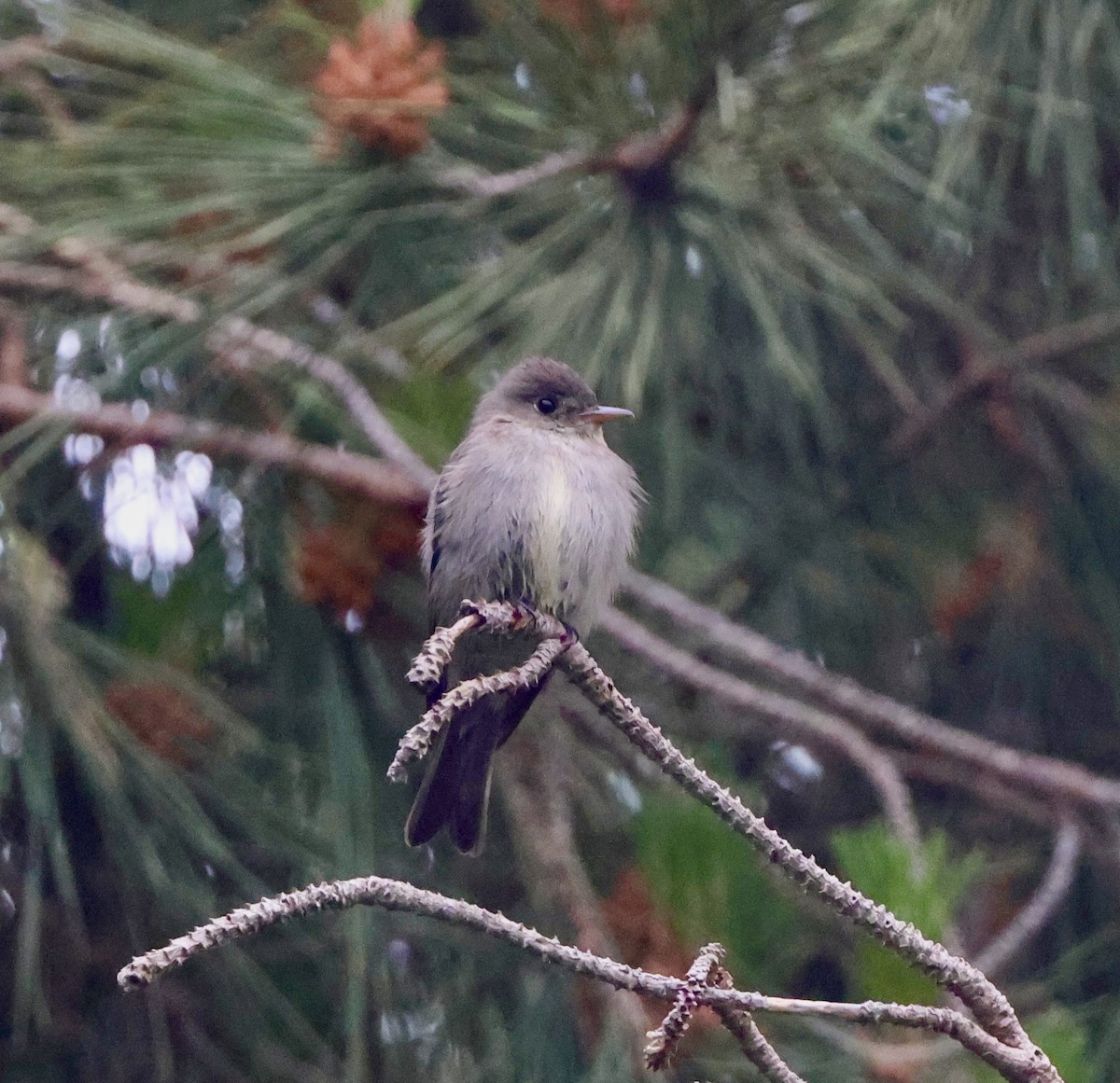 Eastern Wood-Pewee - ML620119066