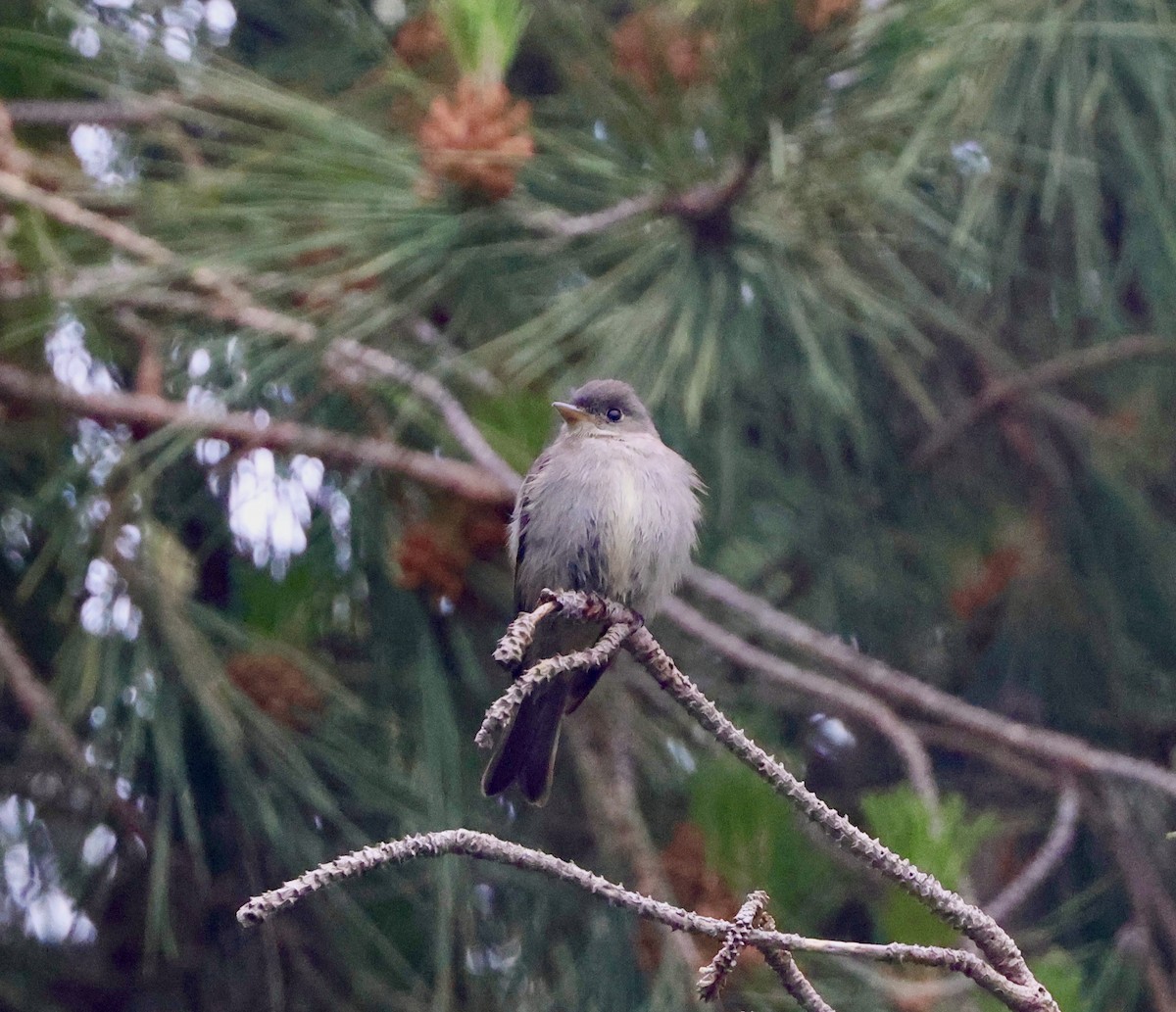 Eastern Wood-Pewee - ML620119069