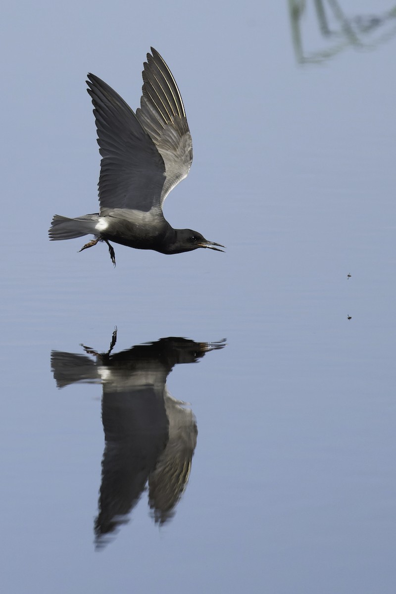 Black Tern - ML620119080