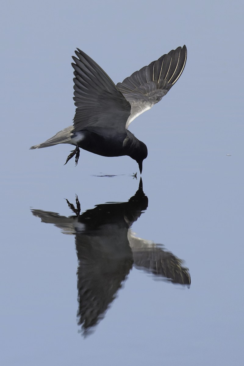 Black Tern - ML620119084