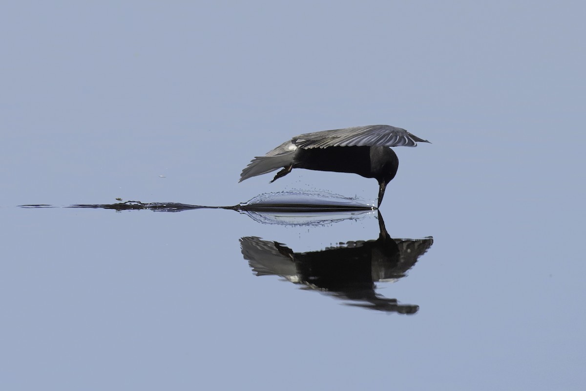 Black Tern - ML620119089