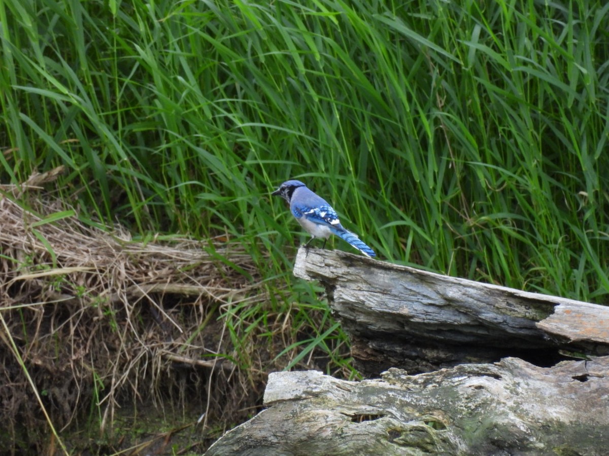 Blue Jay - ML620119095