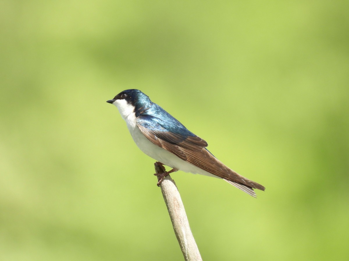 Hirondelle bicolore - ML620119099