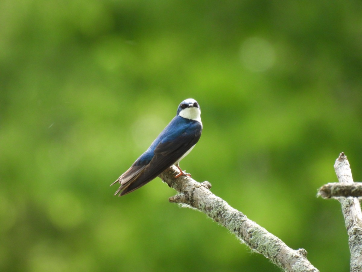 Tree Swallow - ML620119100