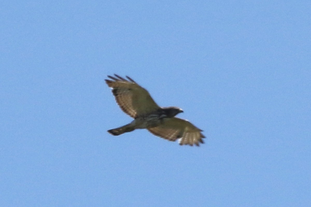 Broad-winged Hawk - ML620119101