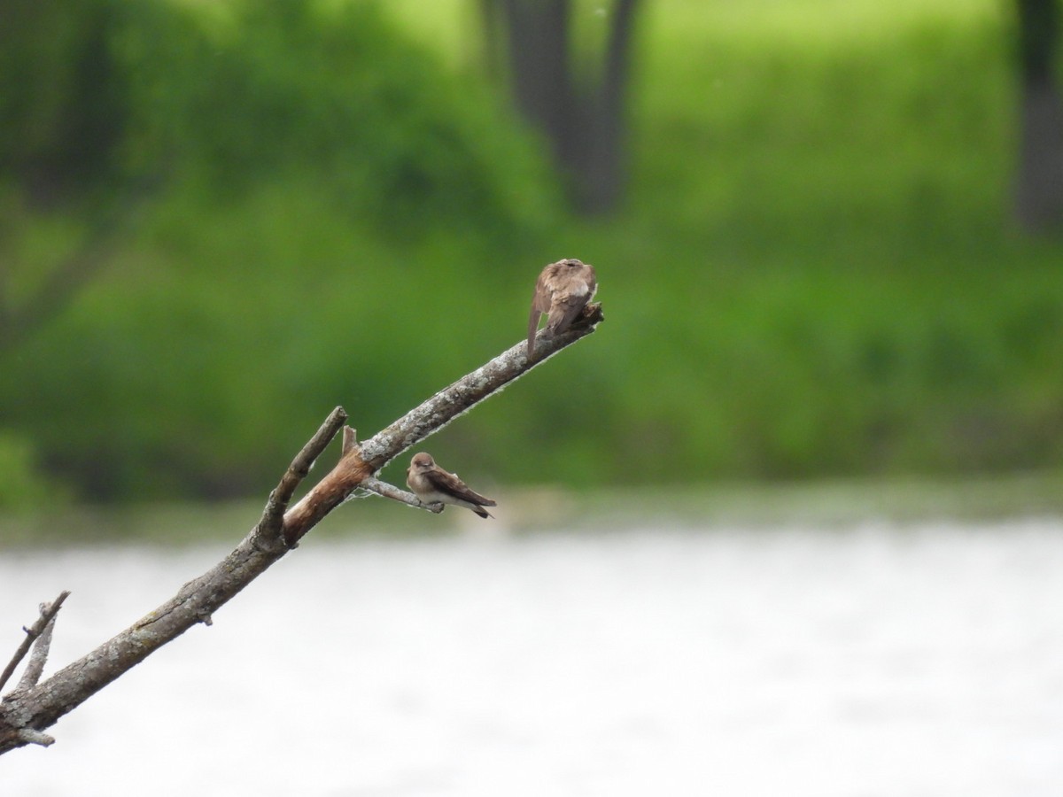 Northern Rough-winged Swallow - ML620119103