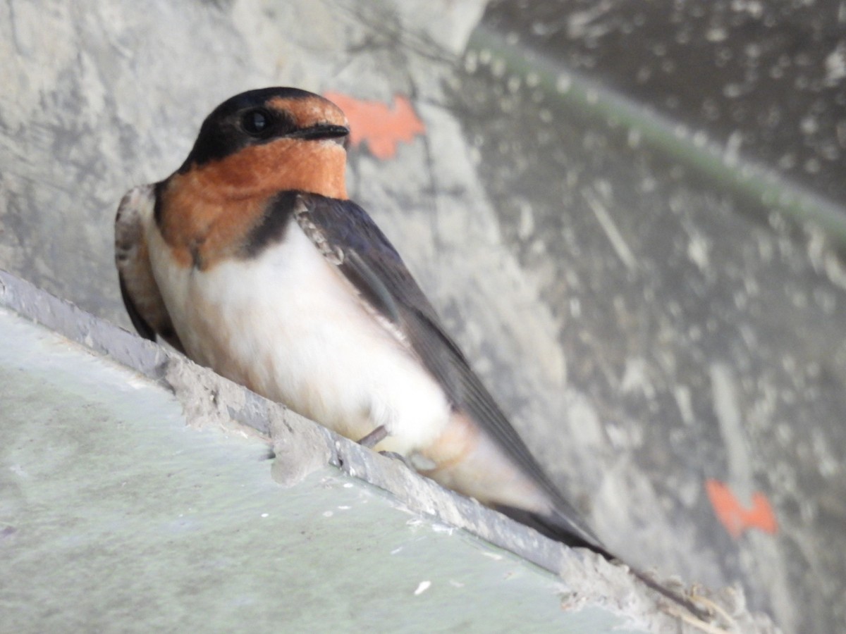 Barn Swallow - ML620119106