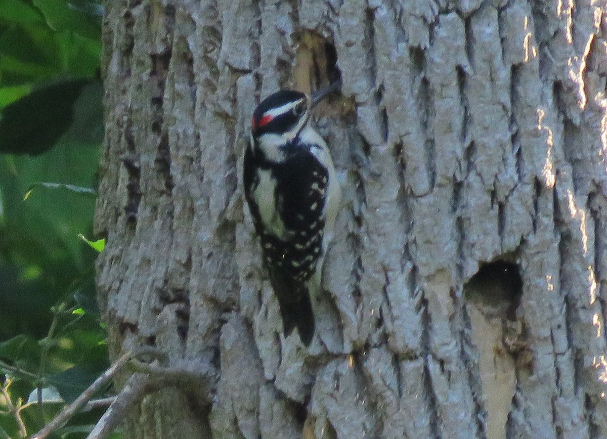 Hairy Woodpecker - ML620119109