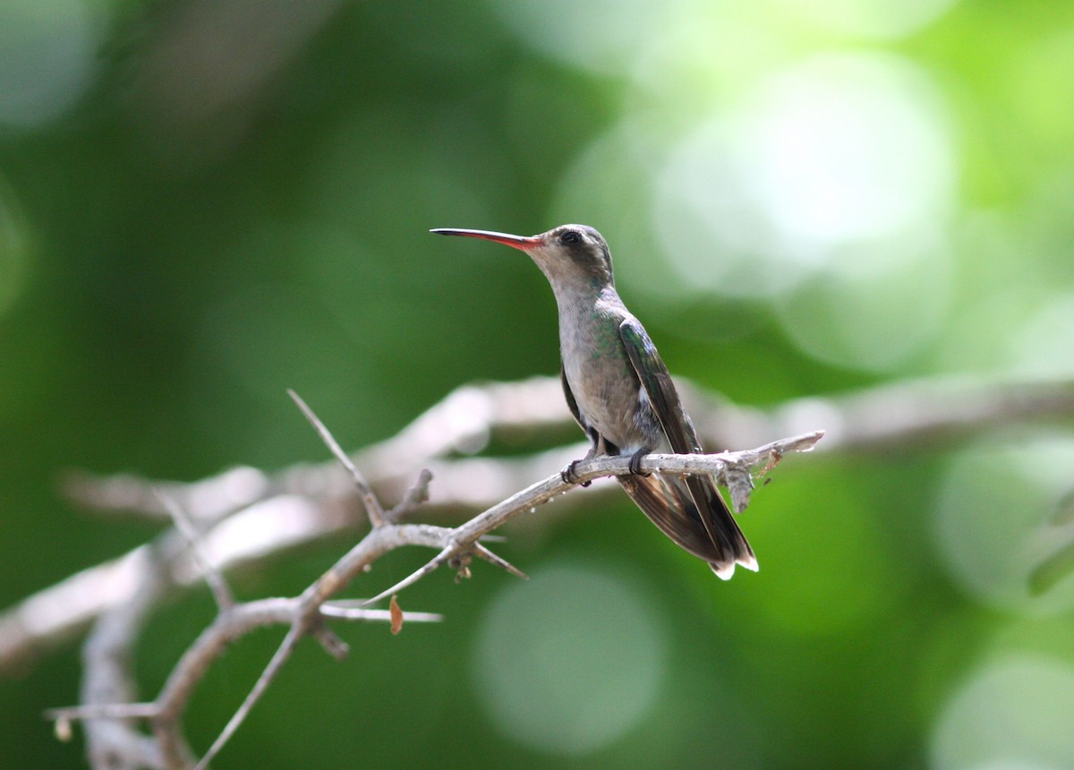 kolibřík aztécký - ML620119110