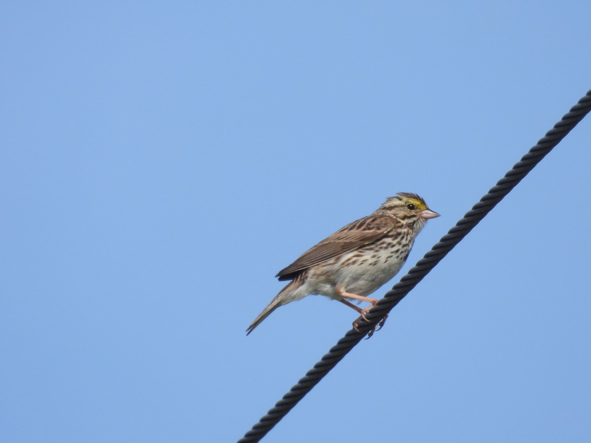 Savannah Sparrow - ML620119113