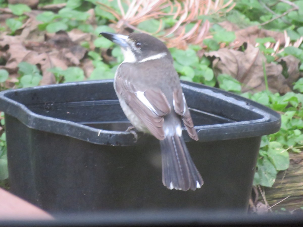Gray Butcherbird - ML620119114