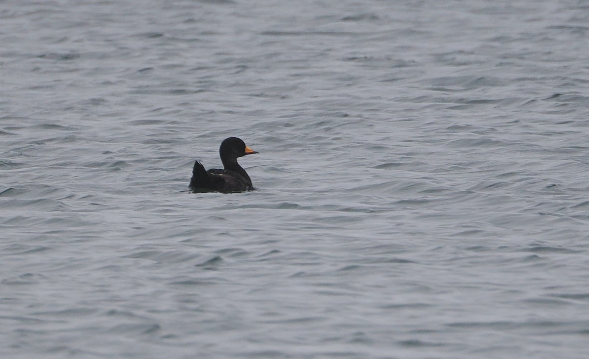 Black Scoter - ML620119116