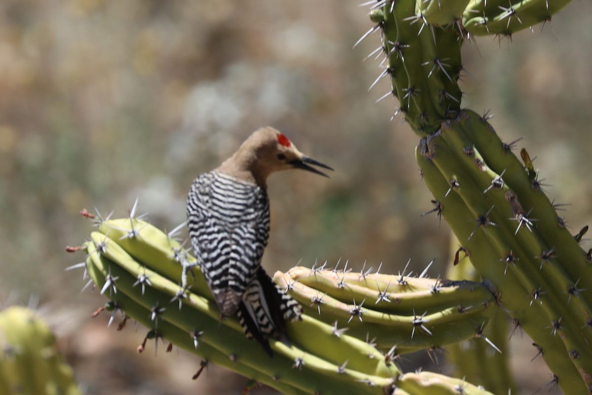 Gila Woodpecker - ML620119117
