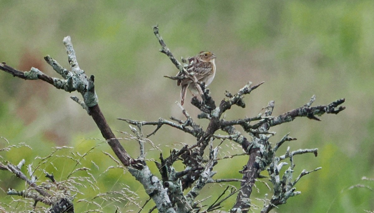 Grasshopper Sparrow - ML620119130