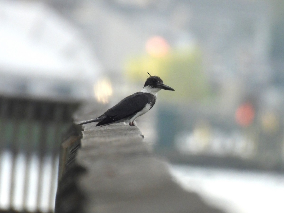 Belted Kingfisher - ML620119135