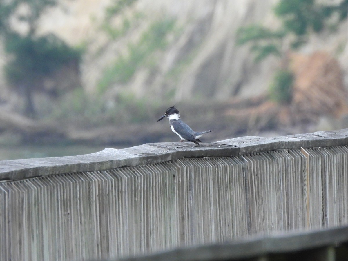 Belted Kingfisher - ML620119136