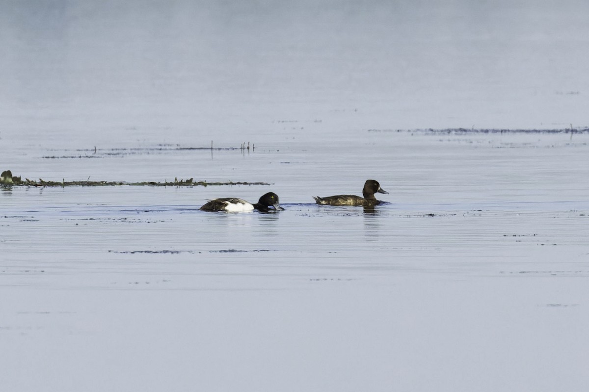Greater Scaup - ML620119141