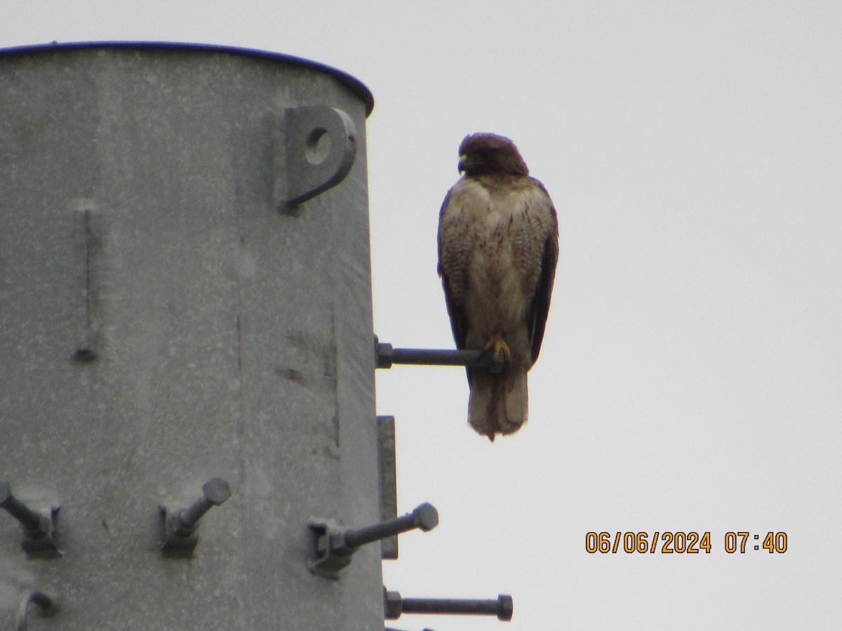 Red-tailed Hawk - ML620119142