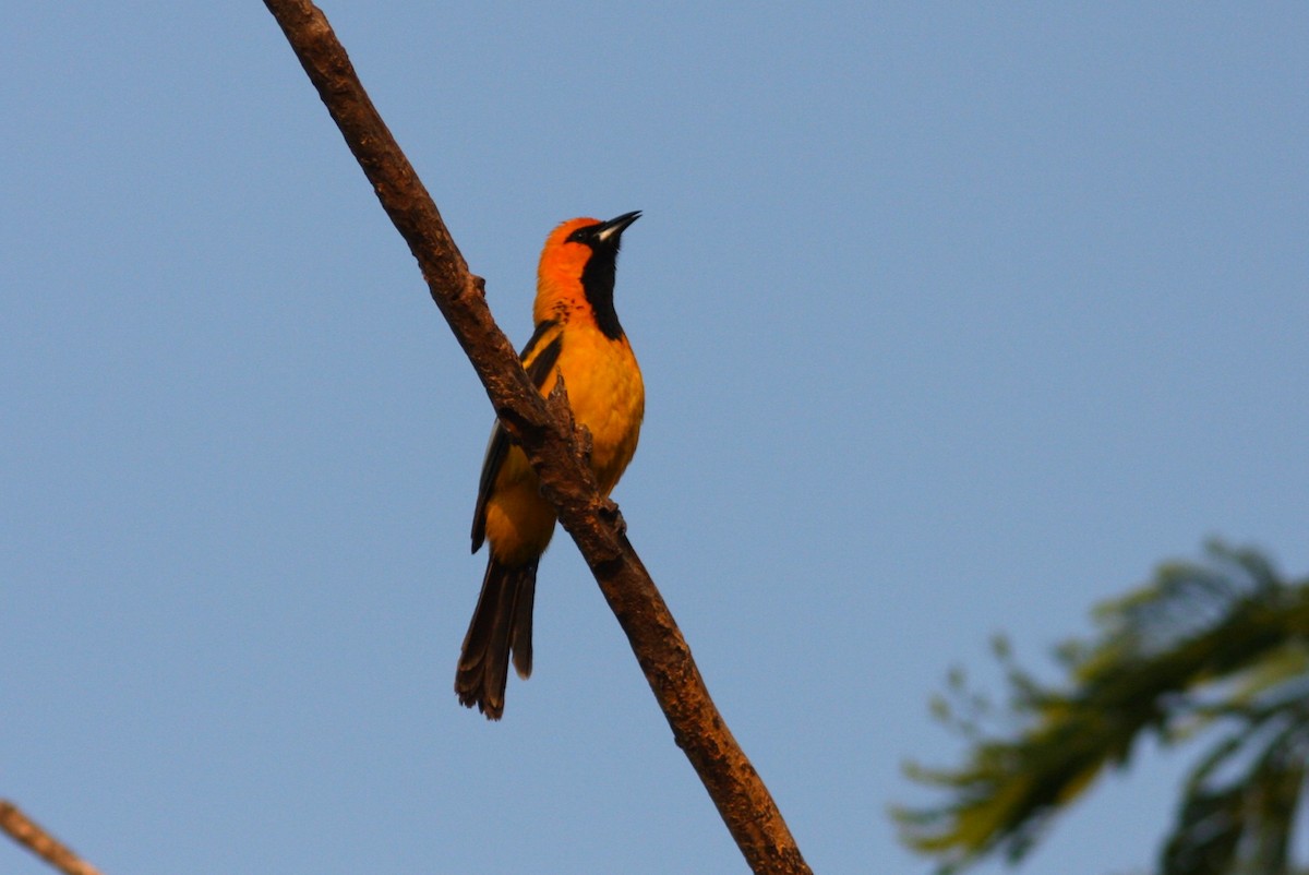 Spot-breasted Oriole - ML620119147