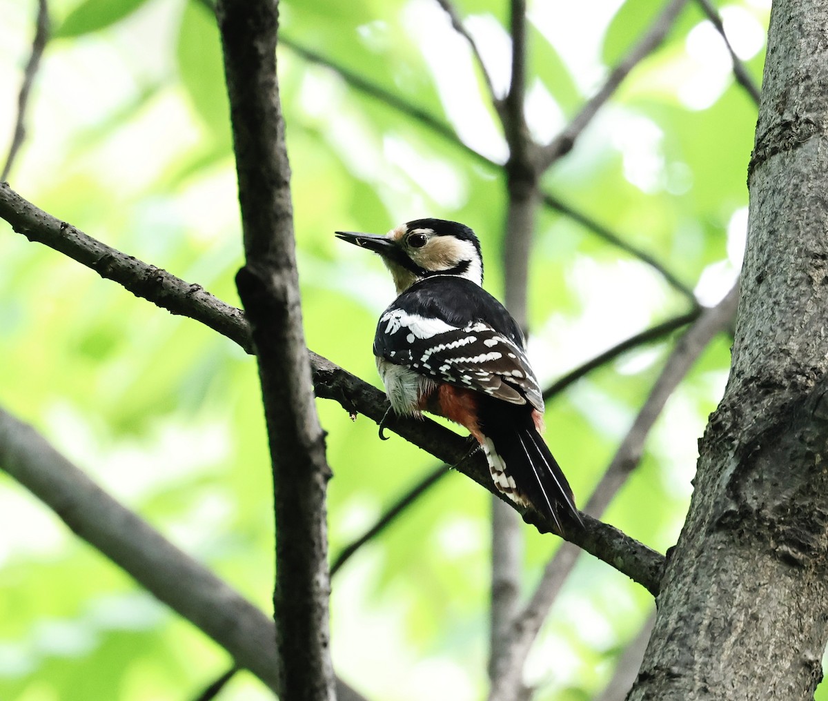 Great Spotted Woodpecker - ML620119151