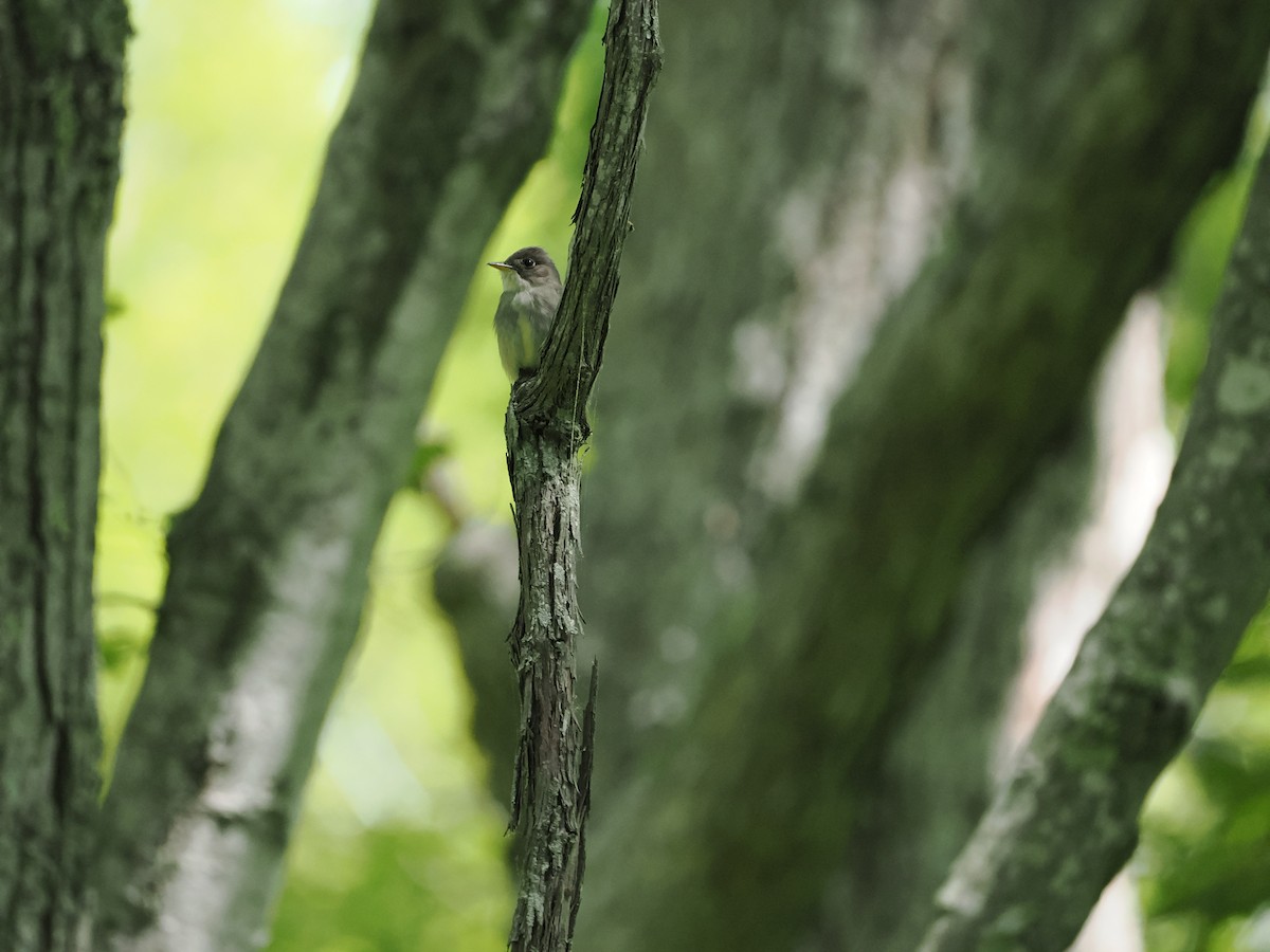 Eastern Wood-Pewee - ML620119157