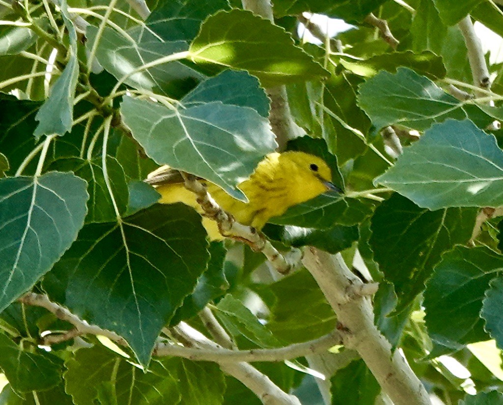 Yellow Warbler (Northern) - ML620119161