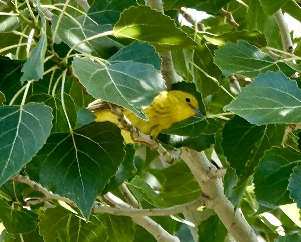 Paruline jaune (groupe aestiva) - ML620119161