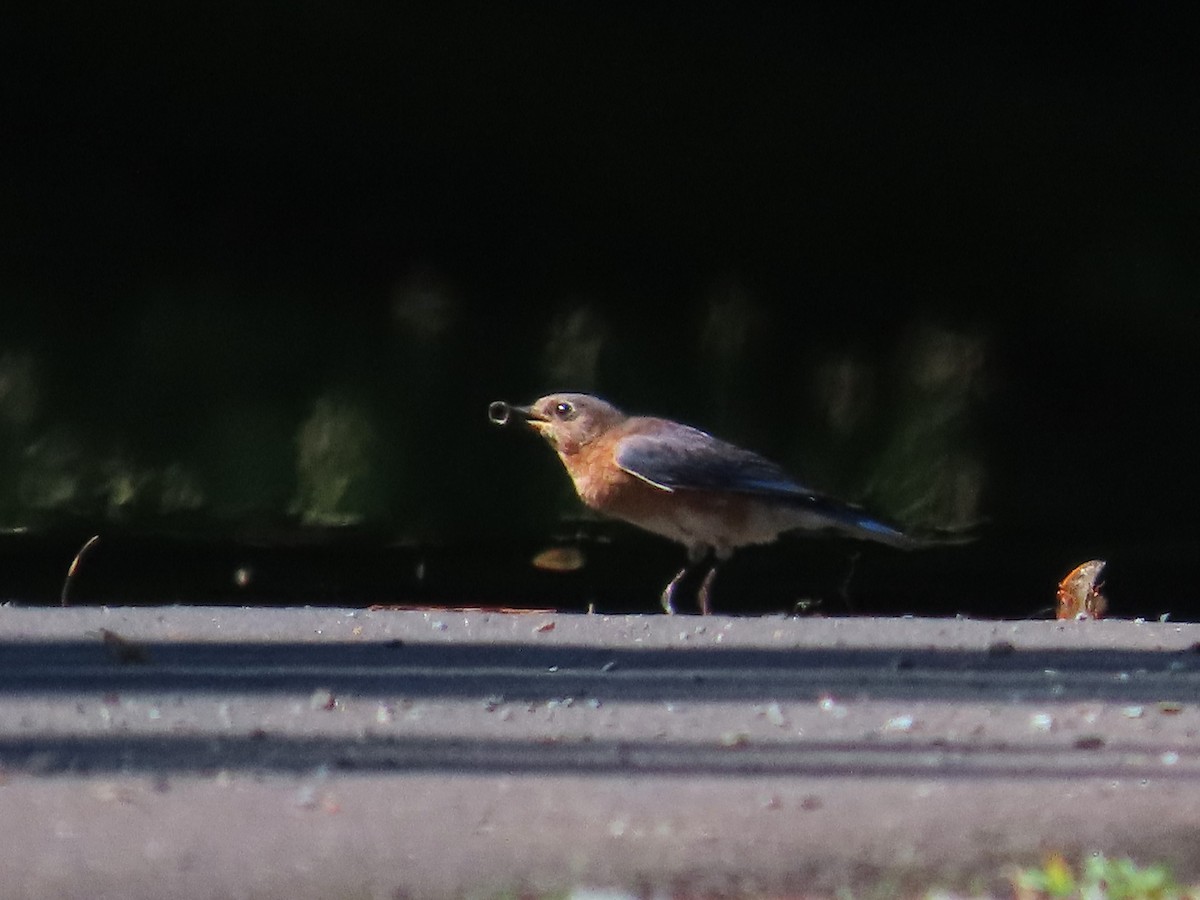 Eastern Bluebird - ML620119165