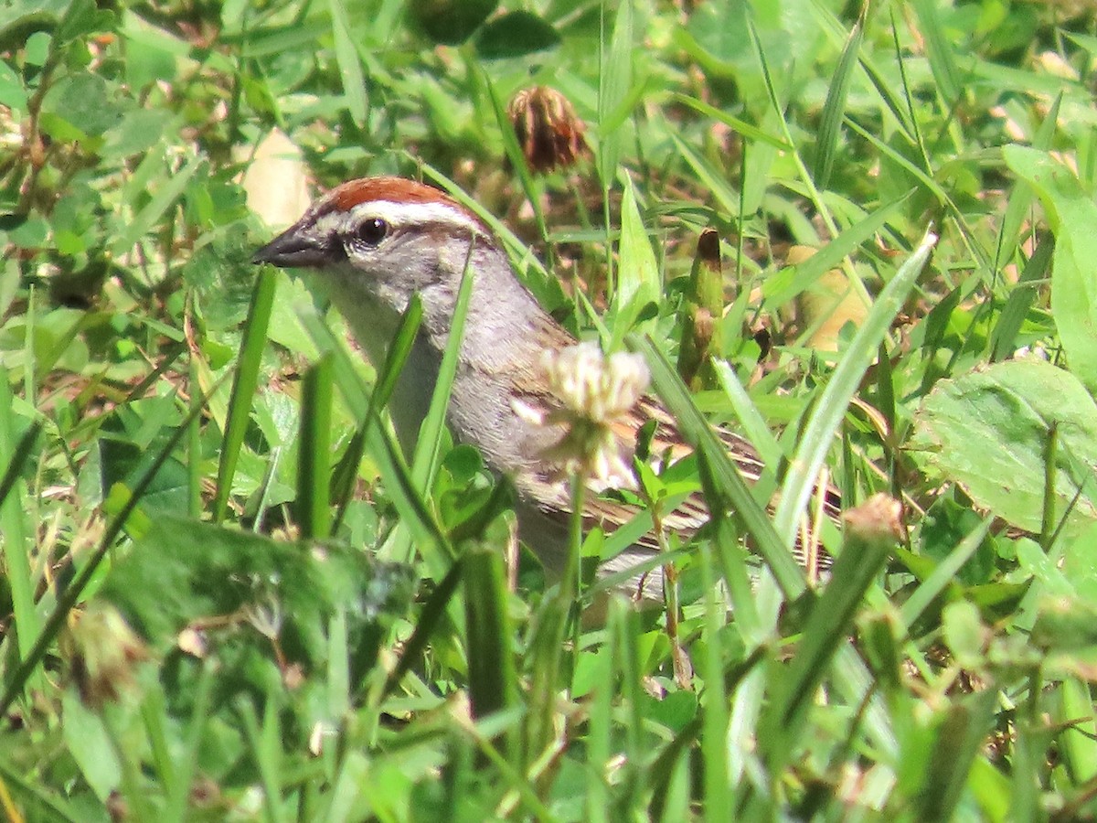 Chipping Sparrow - ML620119174