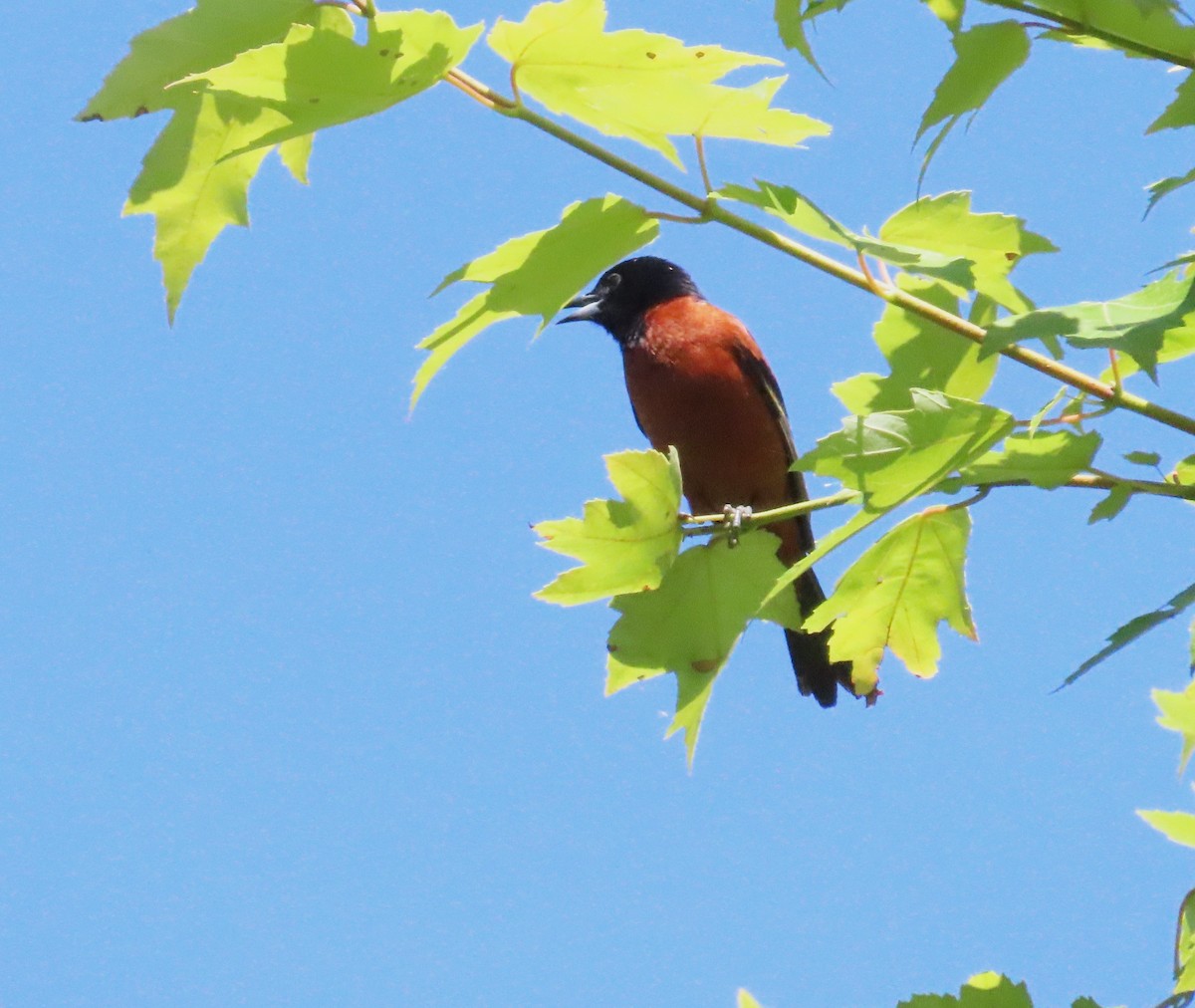 Orchard Oriole - ML620119176