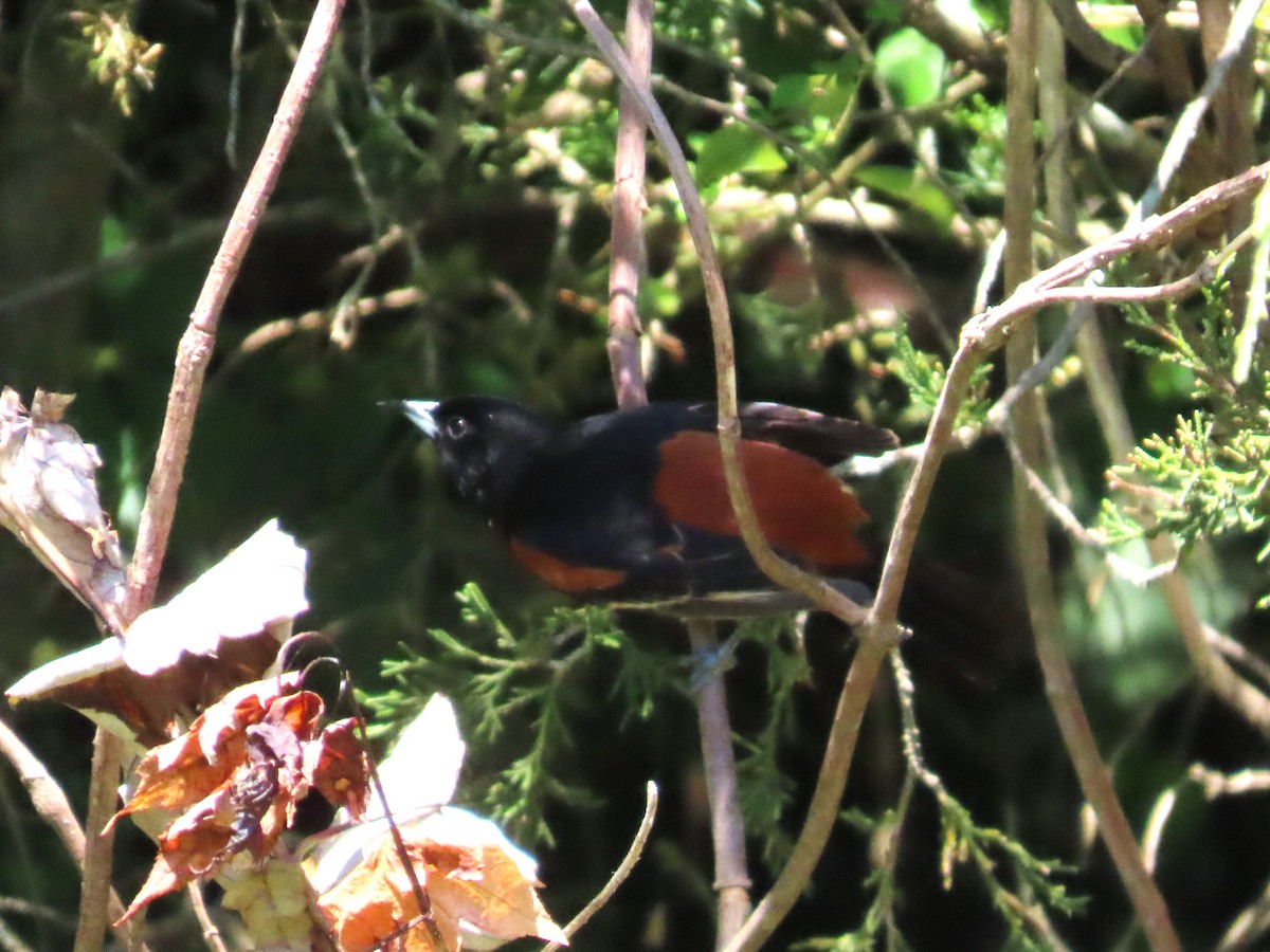 Orchard Oriole - ML620119177