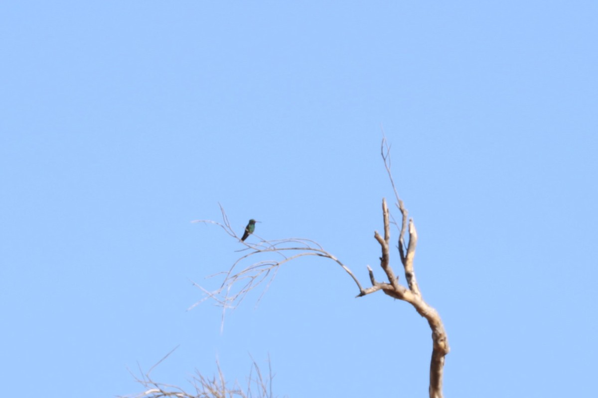 Broad-billed Hummingbird - ML620119185