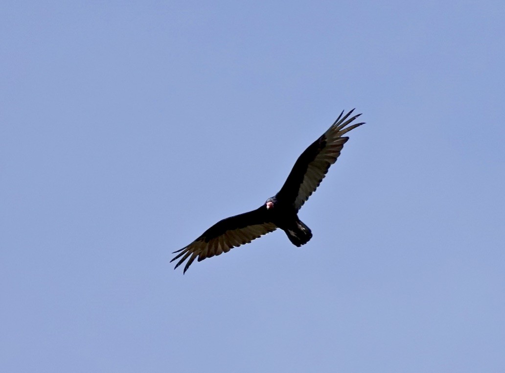 kondor krocanovitý (ssp. aura/septentrionalis) - ML620119186