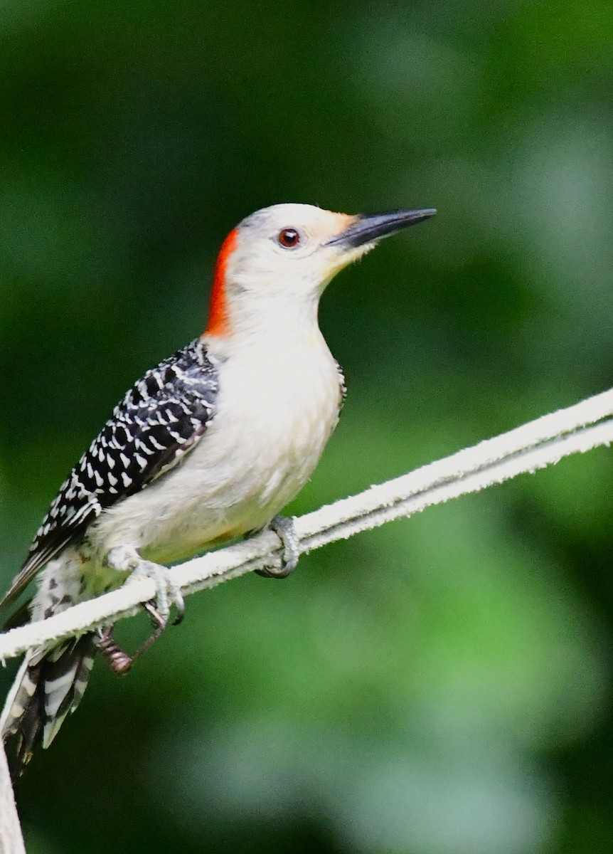 Red-bellied Woodpecker - ML620119193