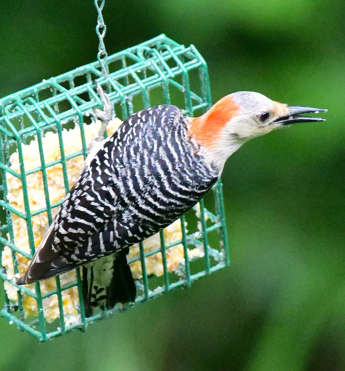 Red-bellied Woodpecker - ML620119194
