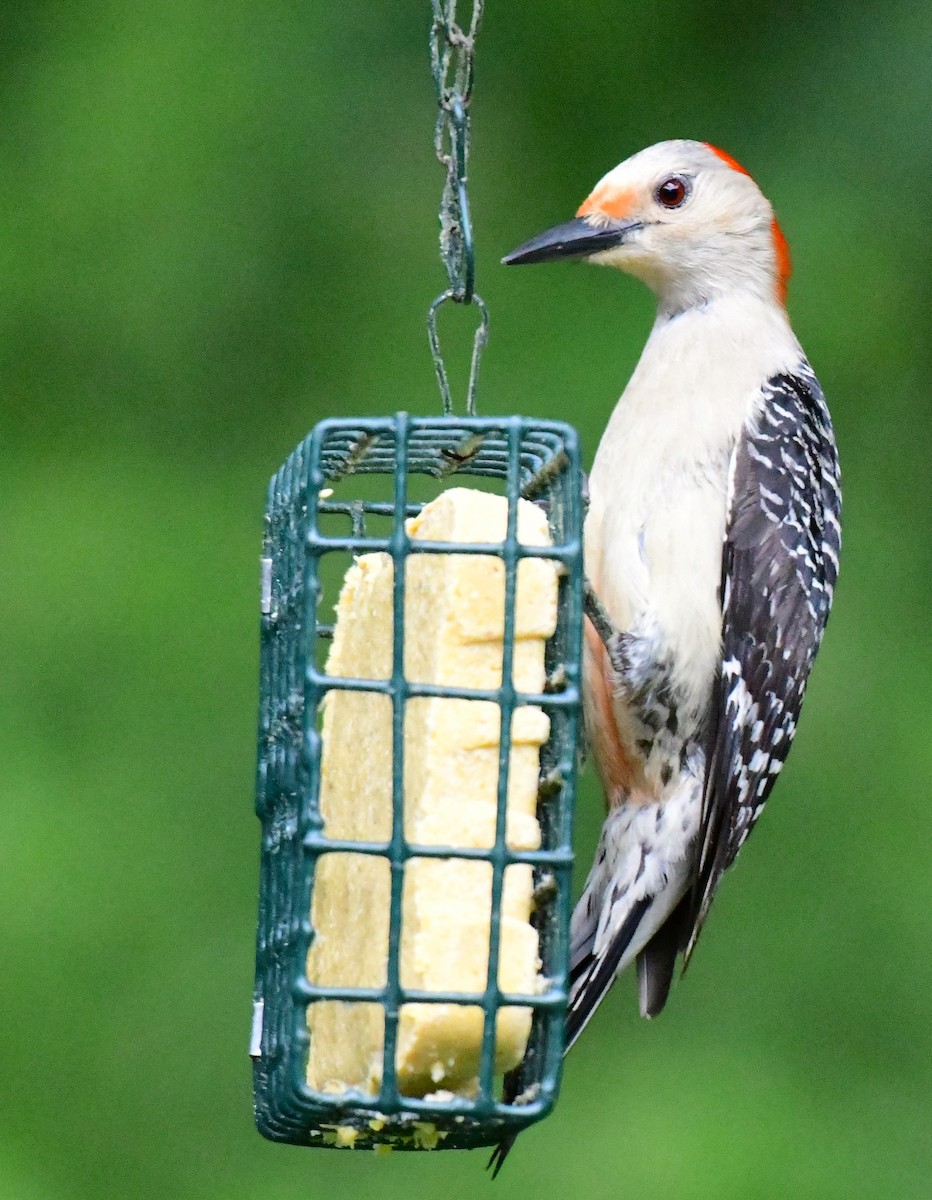 Red-bellied Woodpecker - ML620119195