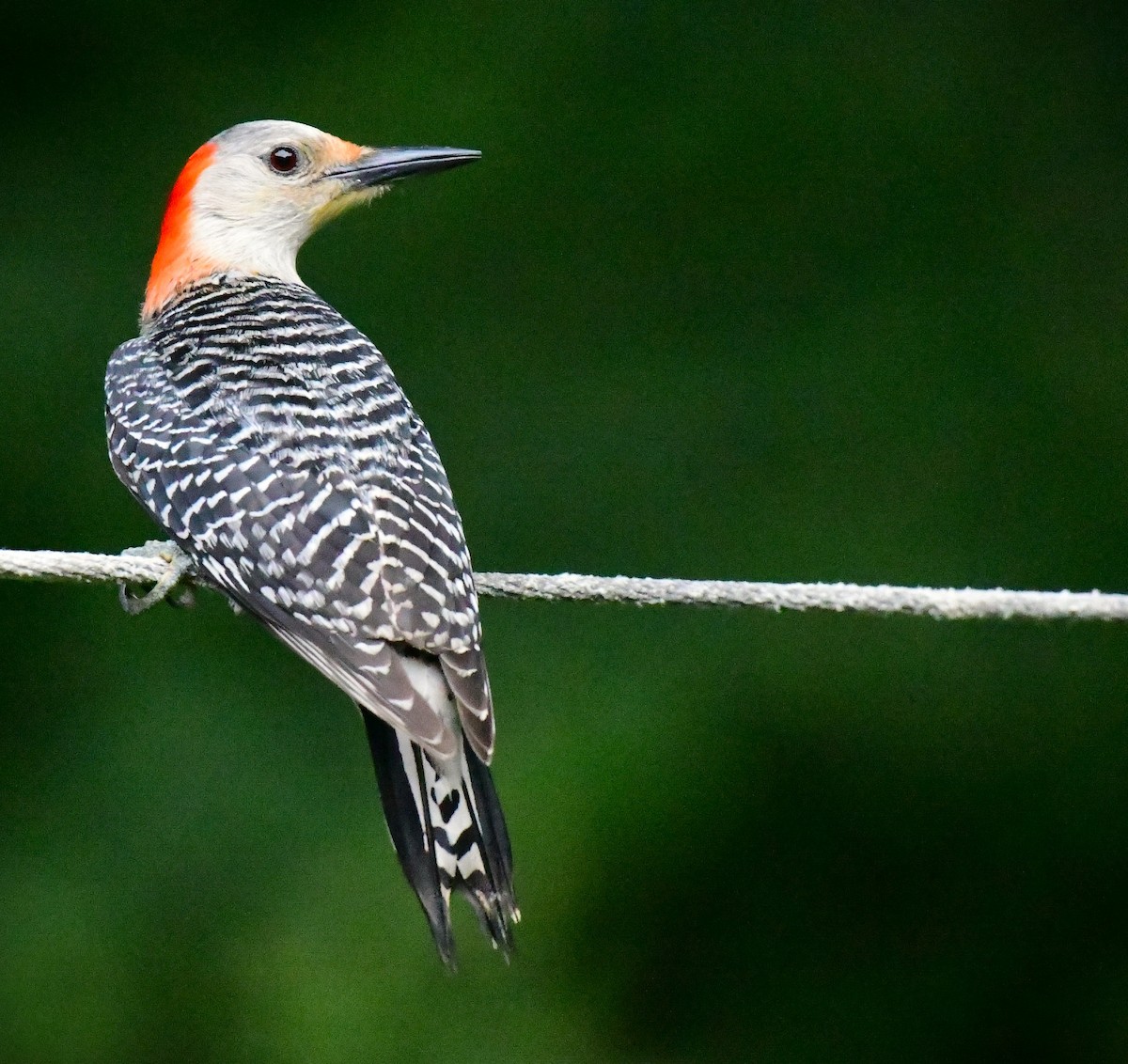 Red-bellied Woodpecker - ML620119196