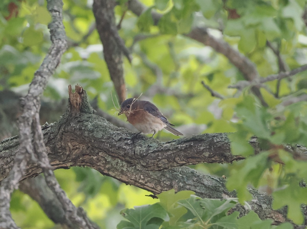 Eastern Bluebird - ML620119227