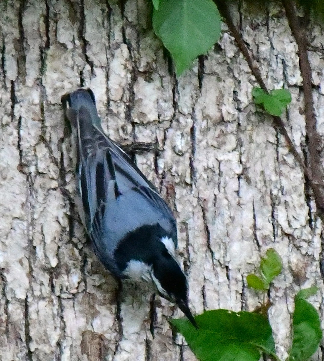 White-breasted Nuthatch - ML620119229