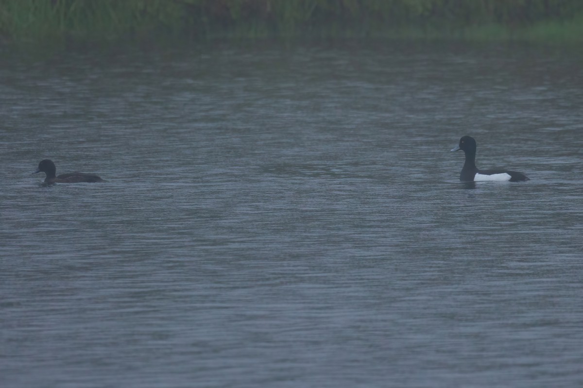 鳳頭潛鴨 - ML620119241